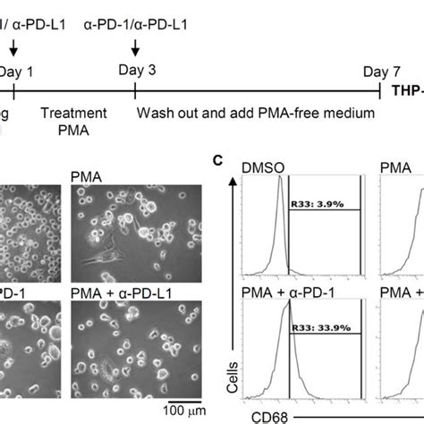 Phorbol 12 Myristate 13 Acetate Pma Treatment Induces Pd L1 Cd274