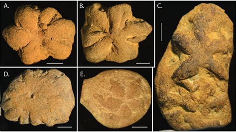 These Ancient Sea Animal Fossils Aren't What They Seem, Scientists Say ...