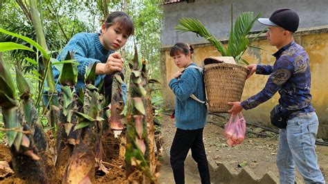 Wild Bamboo Shoot Season Has Come The Secret To Harvesting The Most