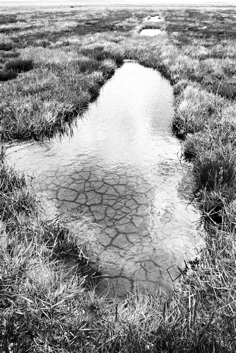 Salt Marsh Salzwiese Westerhever GU JO Flickr