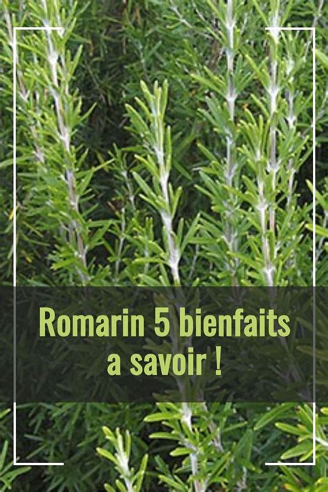 Romarin Bienfaits A Savoir Naturel Plante Rem Des Naturels