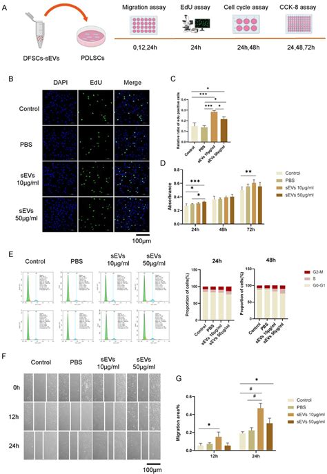 Dfscs Sevs Promoted Proliferation And Migration Of Pdlscs A Download Scientific Diagram