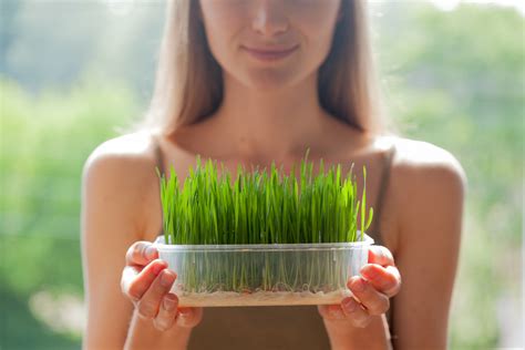 10 Amazing Benefits Of Wheatgrass Blog Veironscom