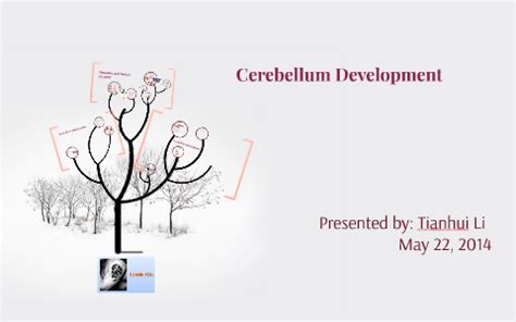 Cerebellum Development by Daphne Li