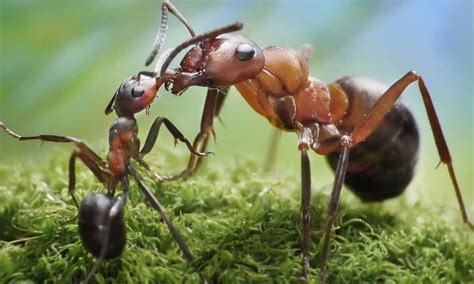 Como Descobrir Se Uma Formiga Macho Ou F Mea Segredos Do Mundo