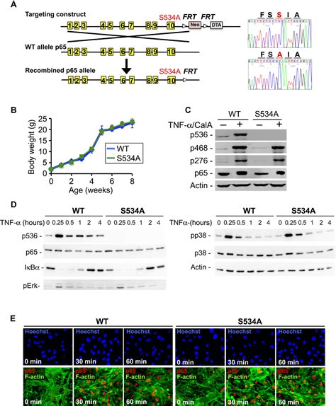 Negative Regulation Of Nf B P Activity By Serine Phosphorylation