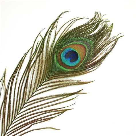 Peacock Feather Photography