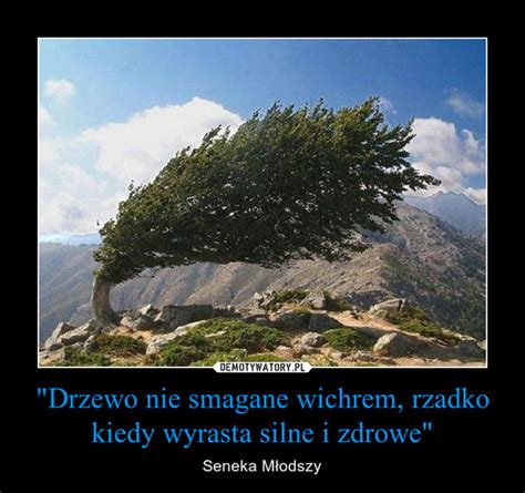 Drzewo Nie Smagane Wichrem Rzadko Kiedy Wyrasta Silne I Zdrowe