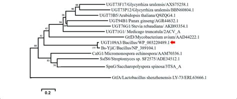 Phylogenetic Relationships Between UGT109A3 From Bacillus Subtilis