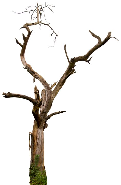 Tree Branch Png Picture Png All