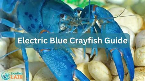 Electric Blue Crayfish: Your Ultimate Care Guide & Interesting Facts