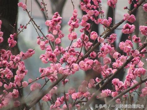 一泓師傅教你如何看八字桃花運正緣 每日頭條