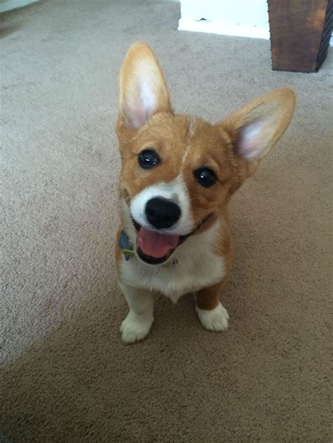 Lulu The Happy Corgi Corgi Cute Corgi Puppy Cute Corgi