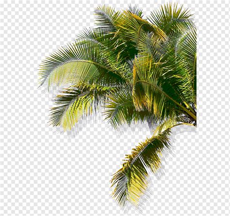 Asian Palmyra Palm Babassu Oil Palms Coconut Date Palm Coconut Branch