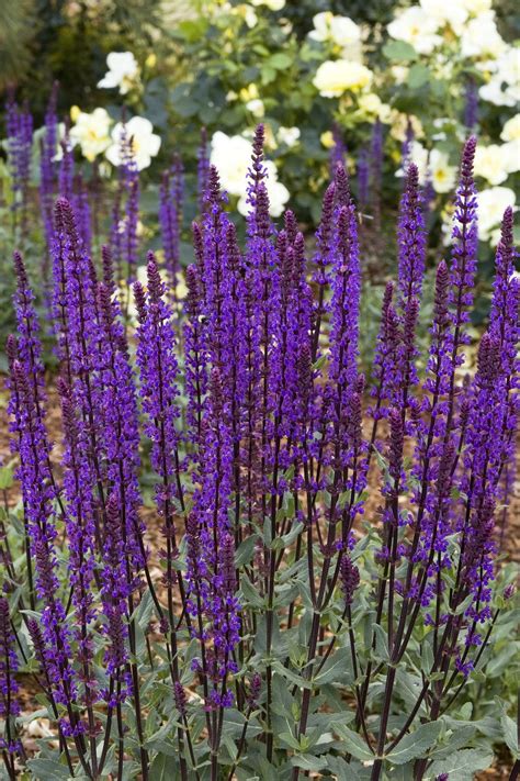 Caradonna Salvia Pahls Market Apple Valley Mn