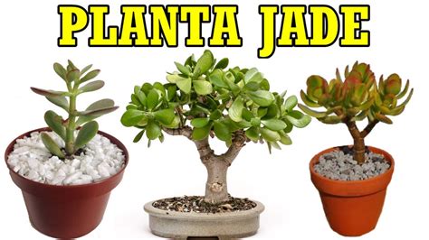 Planta Jade Dicas De Cultivo Informa Es Importante Youtube