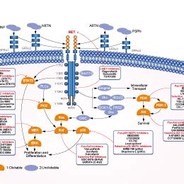 Ret Signaling Pathway