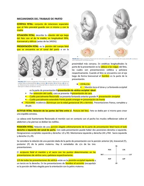 Mecanismos Del Trabajo De Parto Mecanismos Del Trabajo De Parto