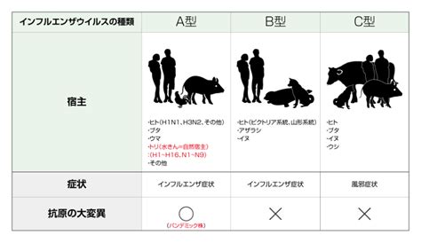 鳥インフルエンザって何？人間に感染するの？ キノシールド公式｜建物まるごと抗ウイルス・抗菌対策｜木下抗菌サービス