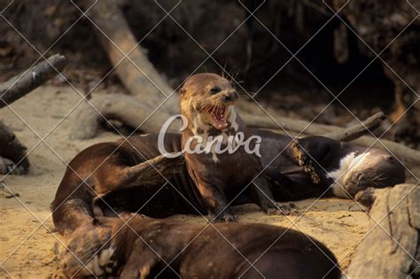 Giant Otter - Photos by Canva