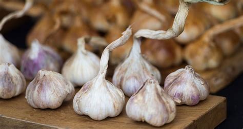 How To Grow Garlic A Step By Step Guide Homes Gardens