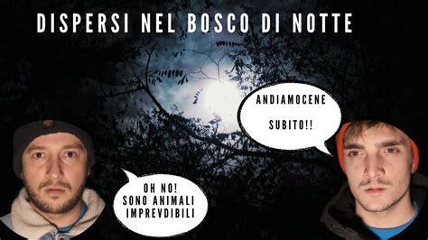 NOTTE NEL BOSCO UN ESPLORAZIONE INQUIETANTE YouTube