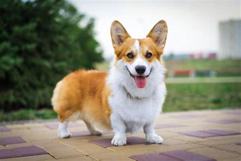 The Twelve Breeds of Christmas: Pembroke Welsh Corgi - Tevra Pet