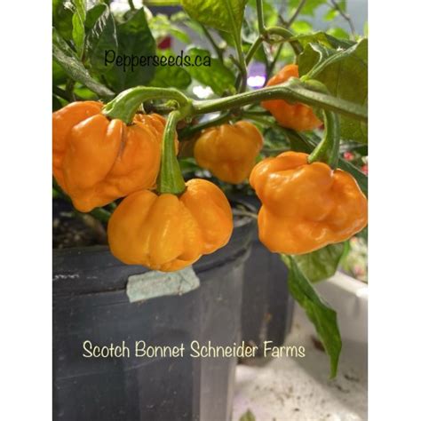 Scotch Bonnet Schneider Farms Pepper Seeds