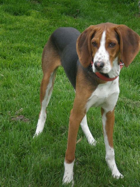 17 Best Treeing Walker Coonhound Images On Pinterest Treeing Walker