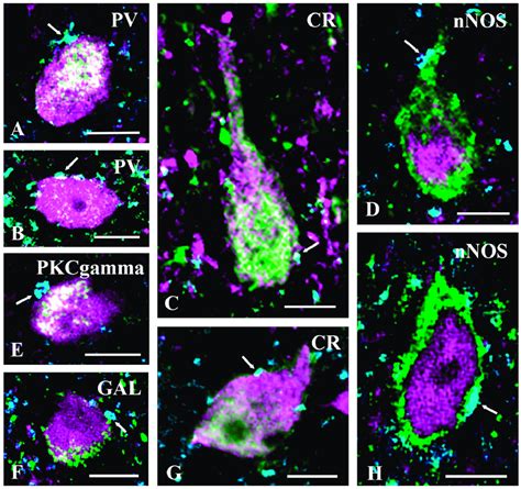 GlyT2 Immunostained Axon Terminals Make Close Appositions With