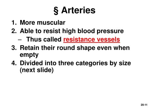 Ppt Chapter 20 Blood Vessels And Circulation Powerpoint Presentation