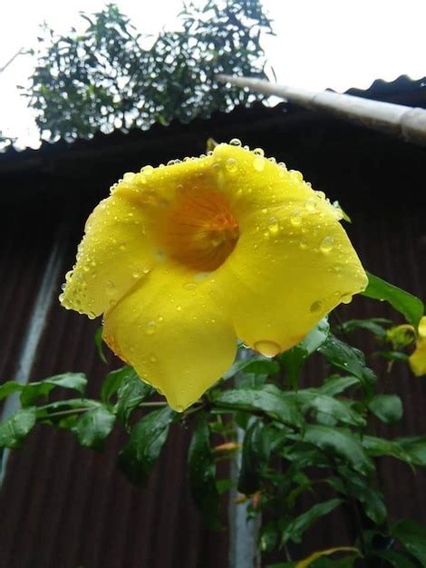 Premium Photo A Yellow Flower With The Word On It S Side