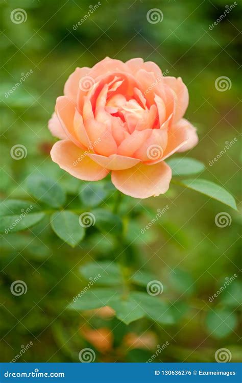 Pink Floribunda Rose stock photo. Image of gardening - 130636276