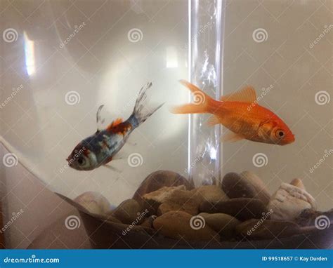 Two Fish in a Circular Tank Stock Image - Image of filter, bowl: 99518657