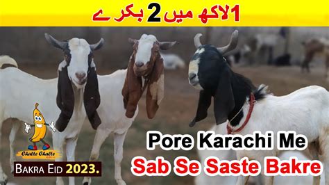 Pore Karachi Me Sab Se Saste Bakra For I Shah Faisal Bakra Mandi