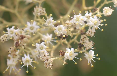 Tectona Grandis L F Plants Of The World Online Kew Science