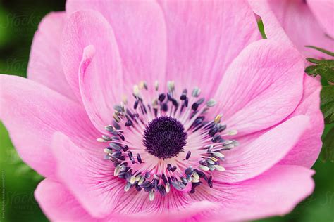 Pink Anemone Flowers