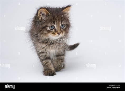 6 Week Old Kitten High Resolution Stock Photography and Images - Alamy