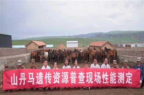 张掖市畜牧兽医局 国家普查专家组赴中农发山丹马场开展山丹马遗传资源普查第二阶段现场性能测定工作