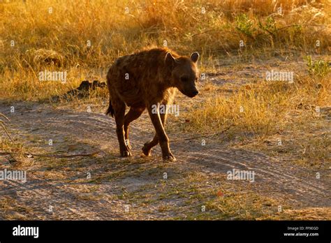 Spotted or Laughing Hyenas are African predators also scavengers Stock ...