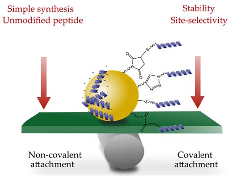 Ijms Free Full Text Nanoparticles Modified With Cell Penetrating