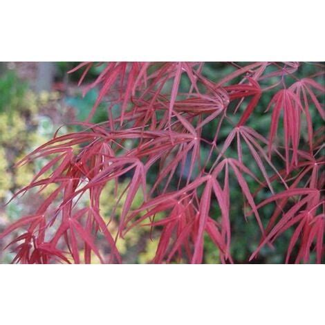 Acero Rosso Giapponese Acer Palmatum Red Pygmy Pianta In Vaso 26 Cm H