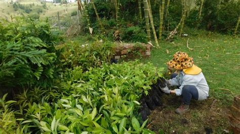 Agroforester A Bosques Andinos