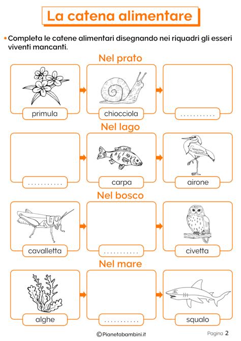 La Catena Alimentare Schede Didattiche Per La Scuola Primaria