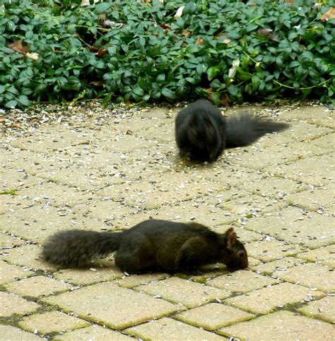 a curious gardener: our black squirrels