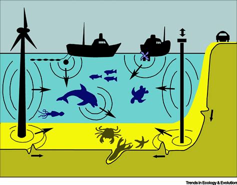 Taking The Animals Perspective Regarding Anthropogenic Underwater