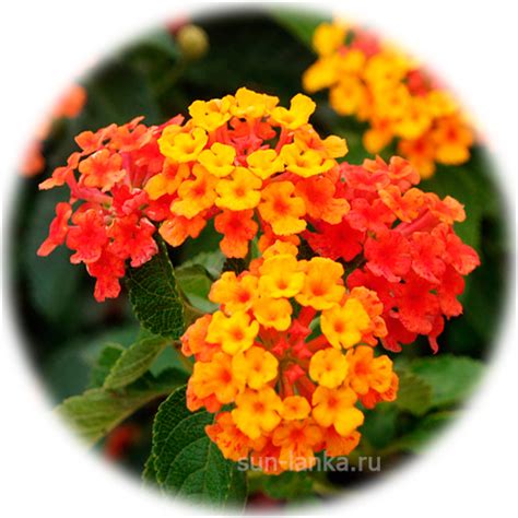 Цветы Шри-Ланки 🌼: фотографии, названия