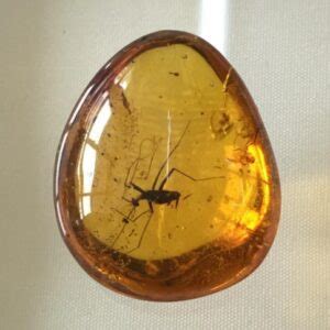 identify amber   graduate gemologist
