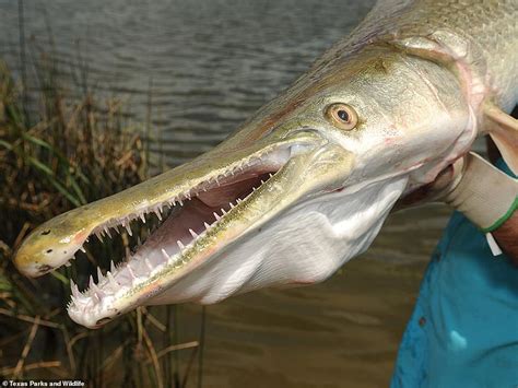 Alligator Gar Caught In Texas Weighing 283 Pounds Shatters Records Daily Mail Online