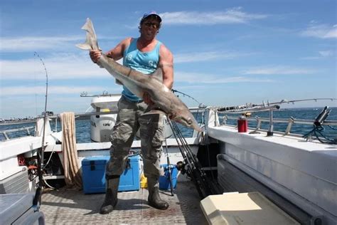 Gummy Shark Fishing Charter Melbourne Pro Red Fishing Charters